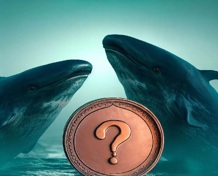 Preparing for the Bull, Giant Whales Buy This Altcoin Instead of Bitcoin: They Made a New Purchase of 22 Million Dollars!